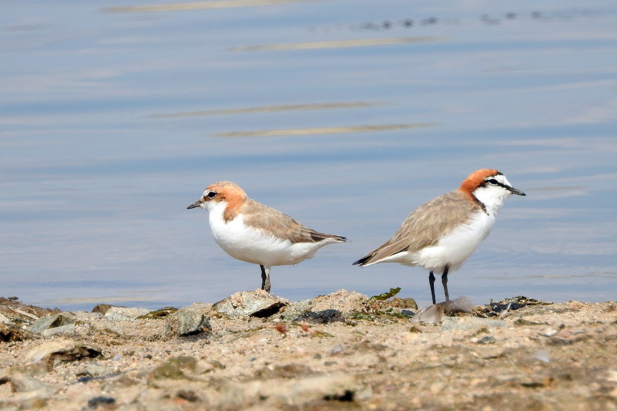 Red-capped Plover - ML618650556