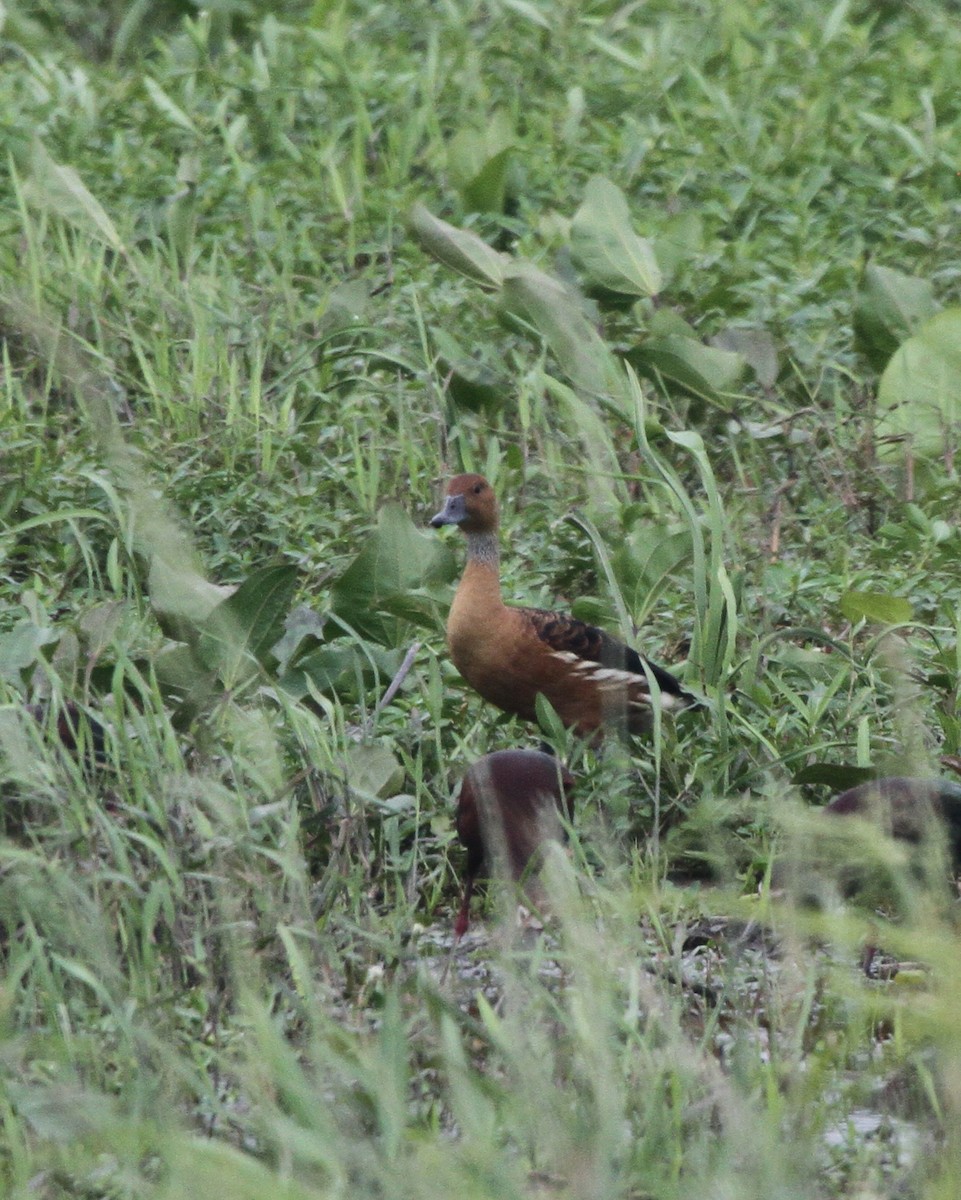 Fulvous Whistling-Duck - ML618650600