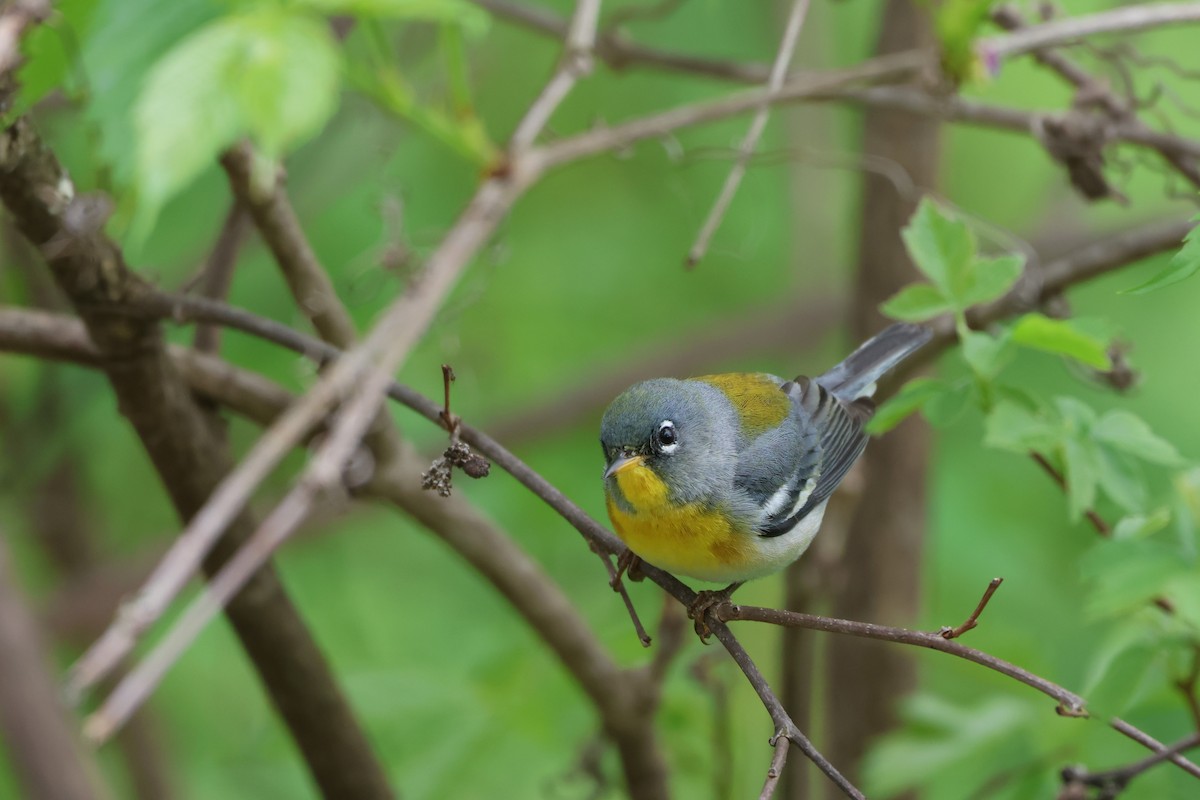 Northern Parula - Andy Dettling