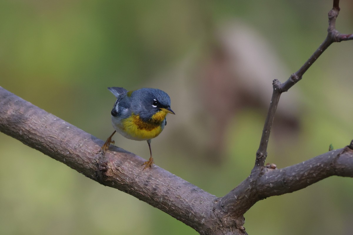 Northern Parula - Andy Dettling