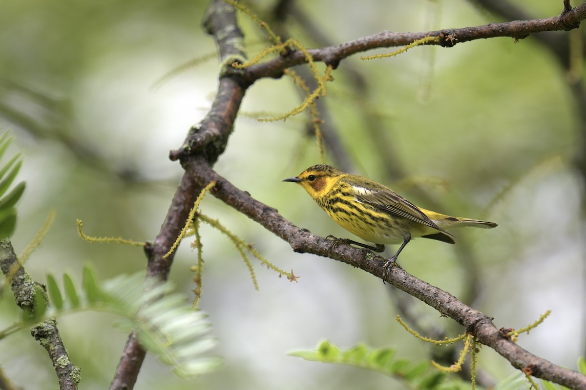 Cape May Warbler - ML618650626
