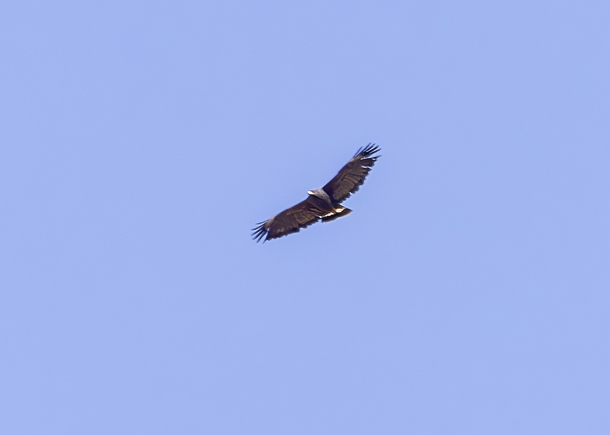 Common Black Hawk (Common) - ML618650654