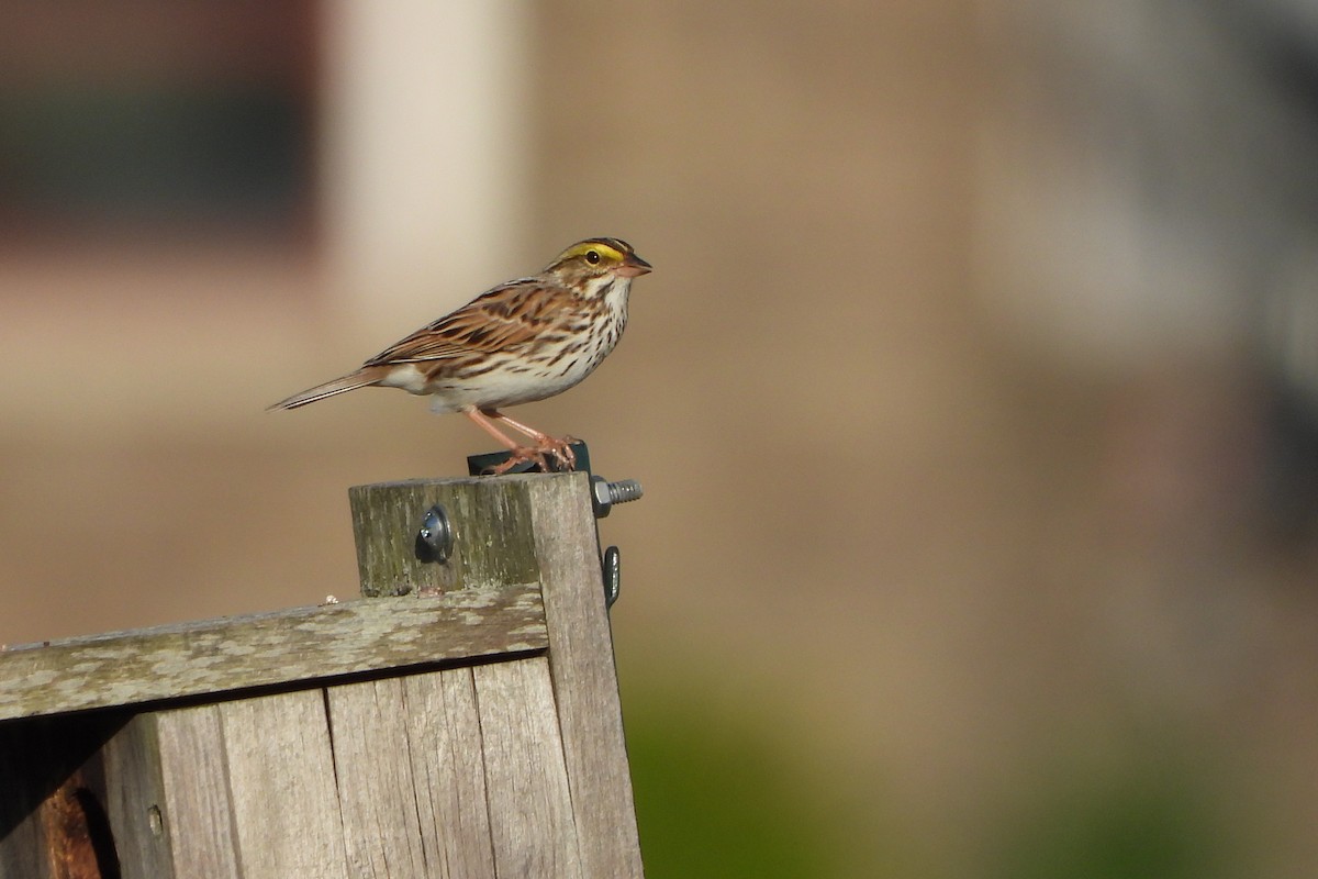 Savannah Sparrow - ML618650658