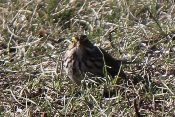 Savannah Sparrow - ML618650662