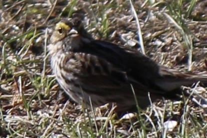 Savannah Sparrow - ML618650664