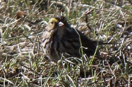 Savannah Sparrow - ML618650665