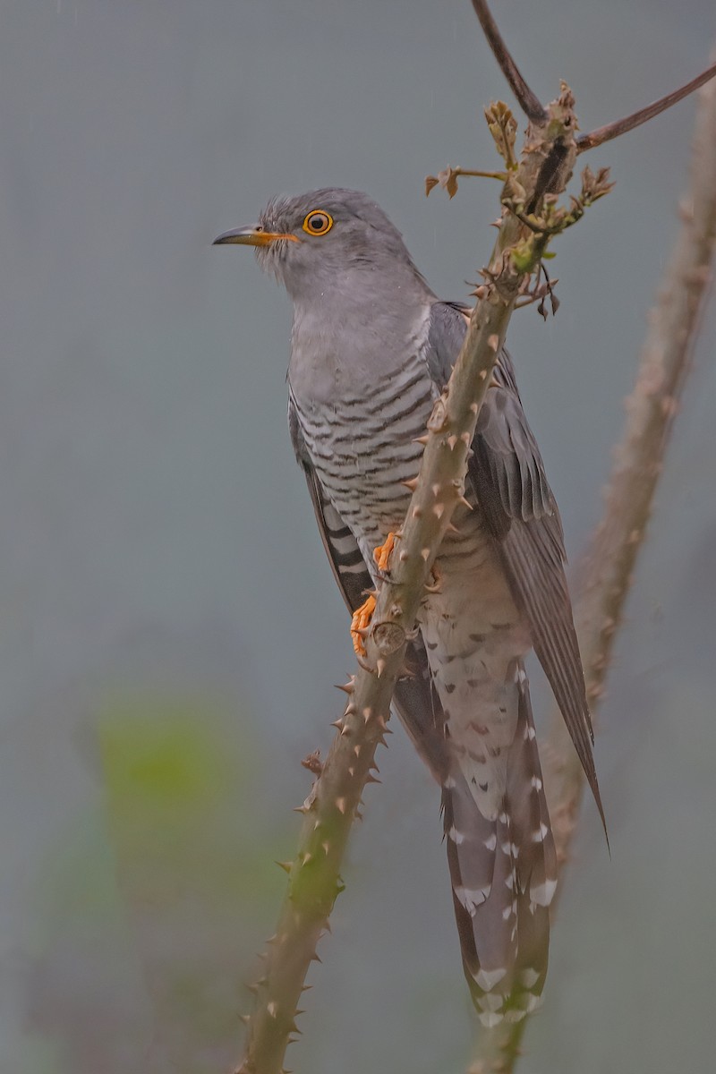 Common Cuckoo - ML618650675