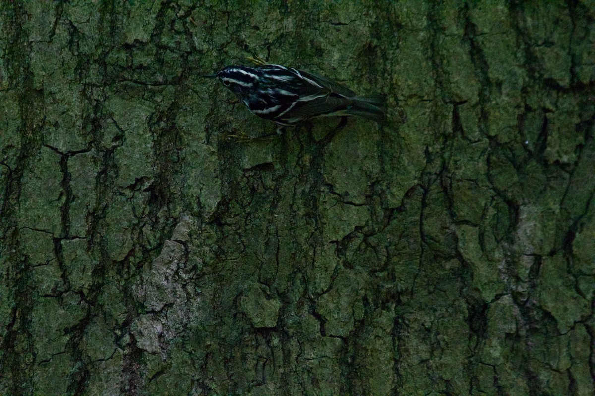 Black-and-white Warbler - ML618650724