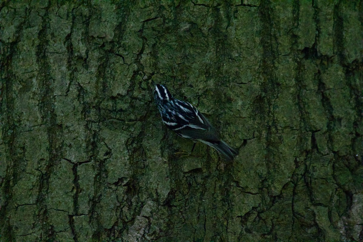 Black-and-white Warbler - ML618650728