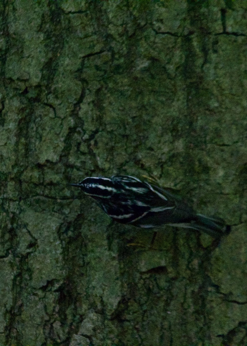 Black-and-white Warbler - ML618650741