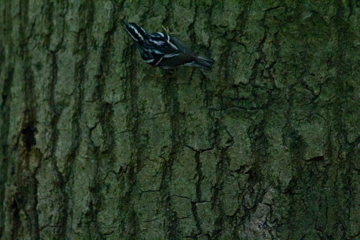 Black-and-white Warbler - ML618650747