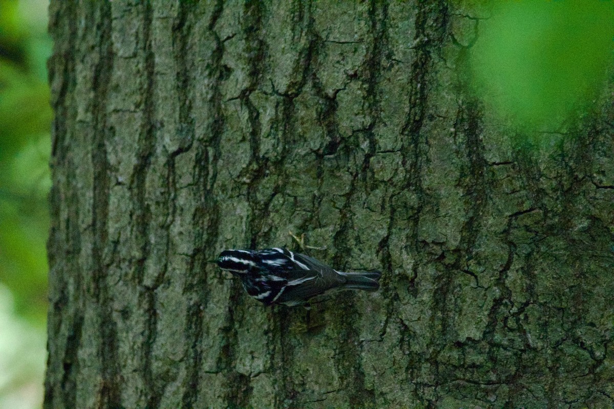 Black-and-white Warbler - ML618650750