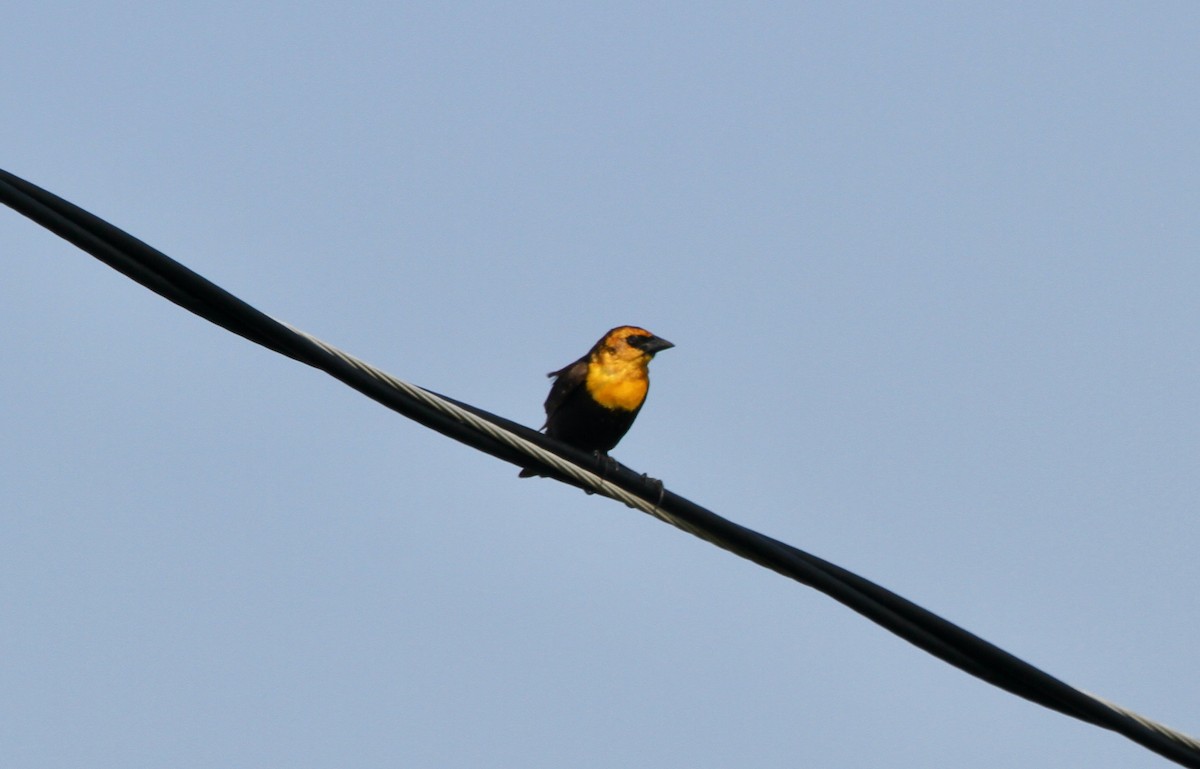 Yellow-headed Blackbird - ML618650816