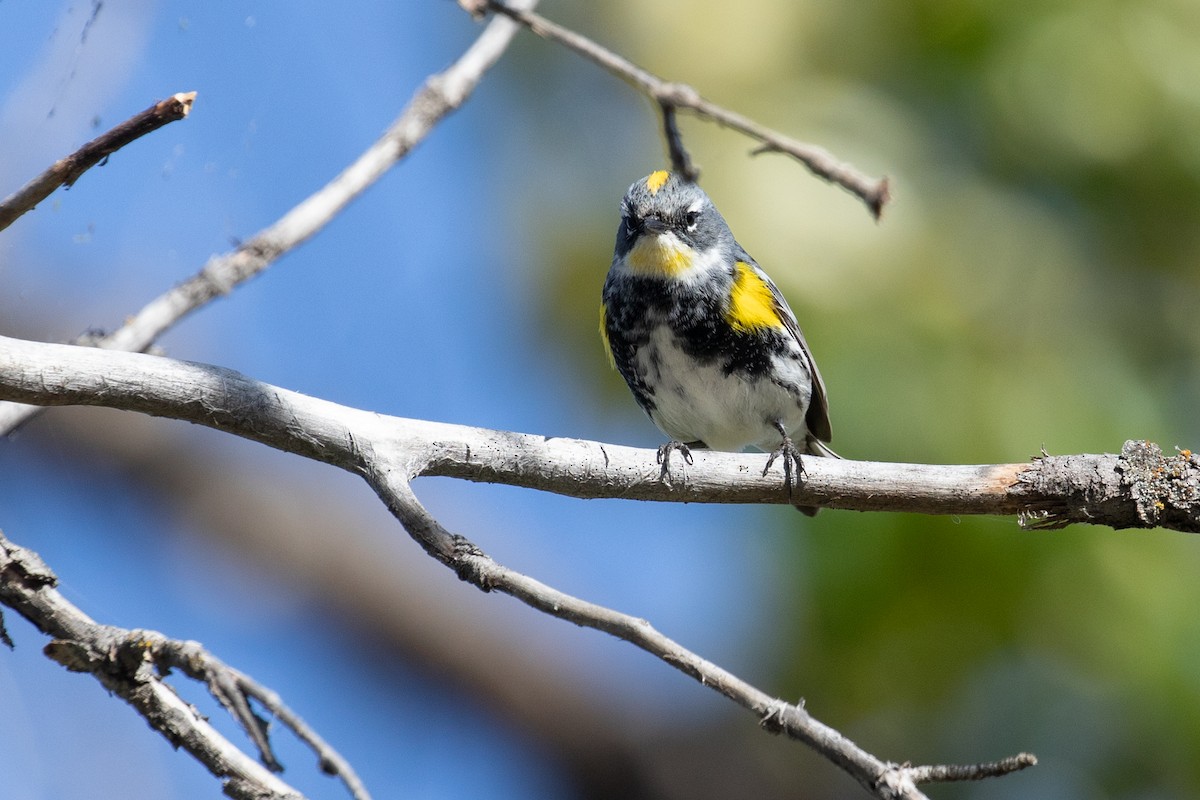 Yellow-rumped Warbler (Myrtle x Audubon's) - ML618650817