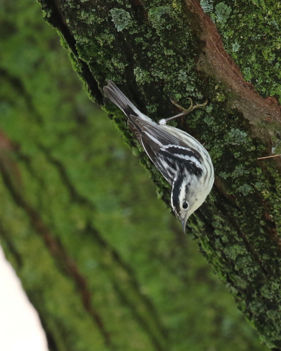 Black-and-white Warbler - ML618650842