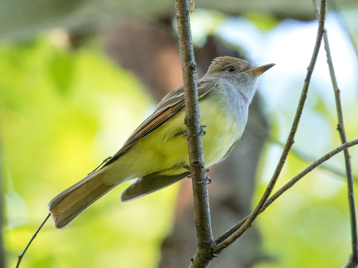 Great Crested Flycatcher - ML618650851