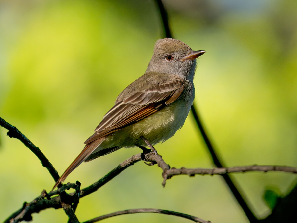 Great Crested Flycatcher - ML618650852