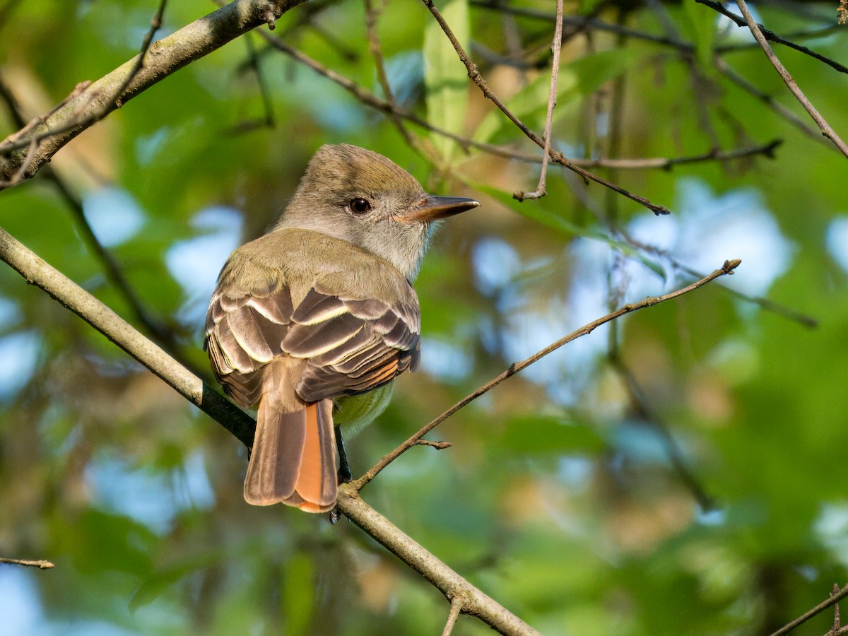 Great Crested Flycatcher - ML618650853