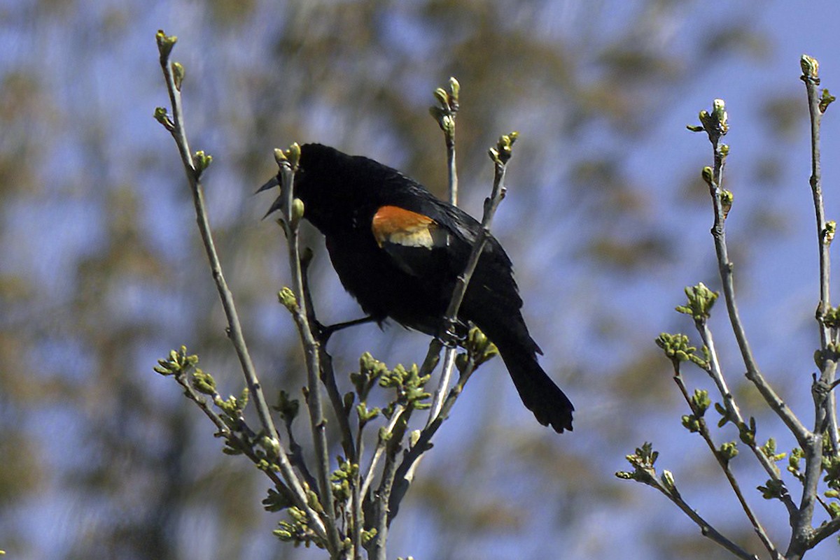 Red-winged Blackbird - ML618650858