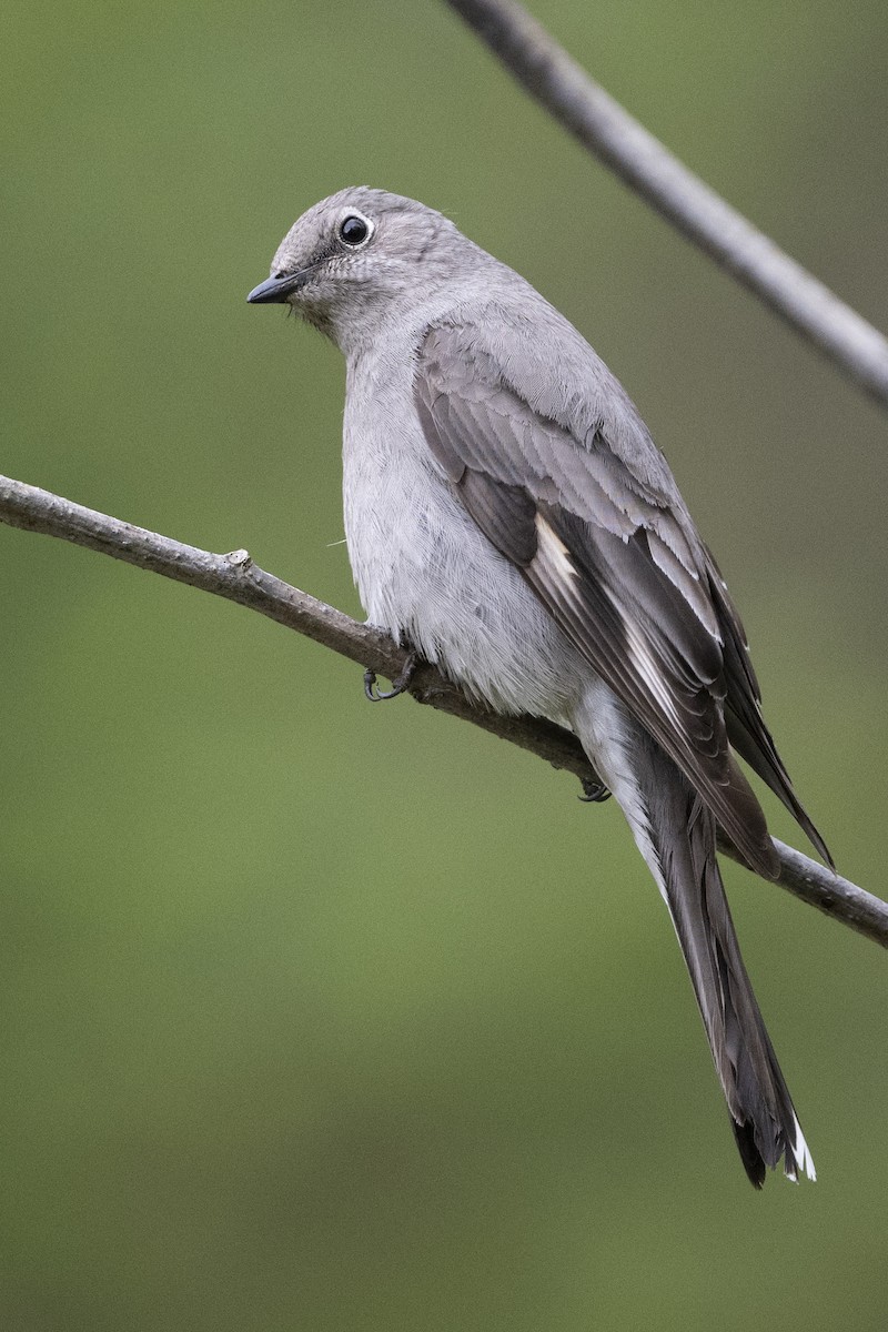 Townsend's Solitaire - ML618650863