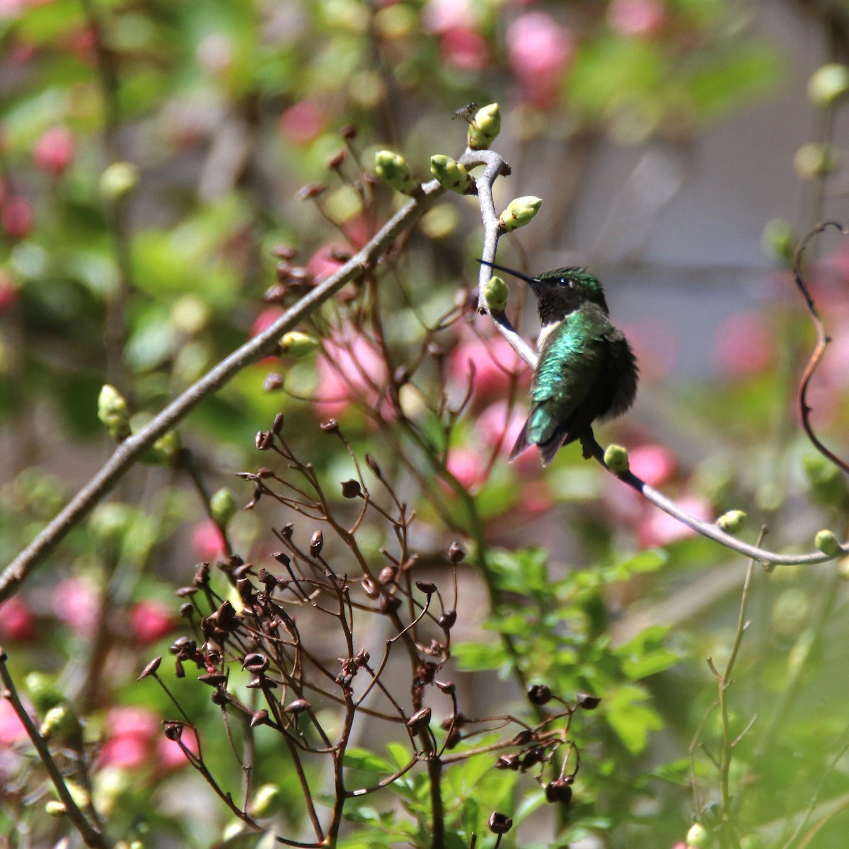 Ruby-throated Hummingbird - ML618650883