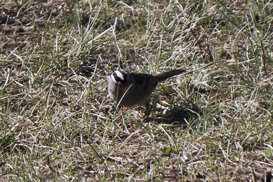 White-crowned Sparrow - ML618650887