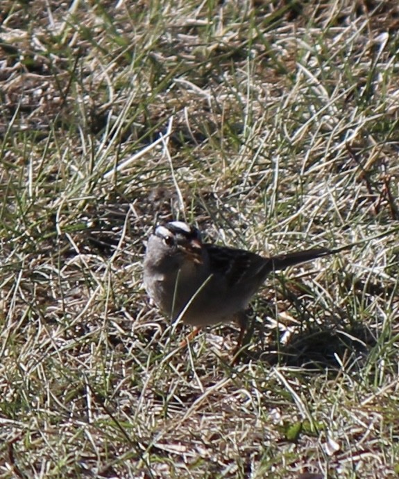 White-crowned Sparrow - ML618650888