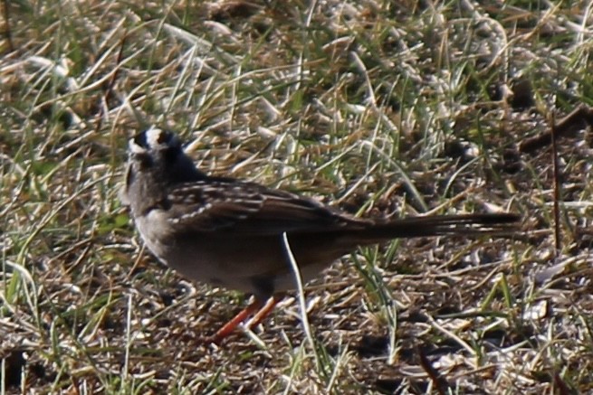White-crowned Sparrow - ML618650889