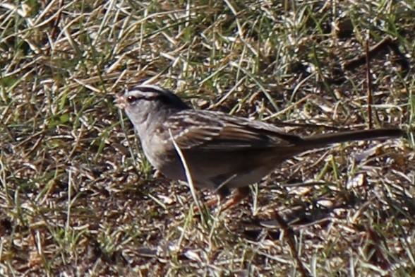 White-crowned Sparrow - ML618650890