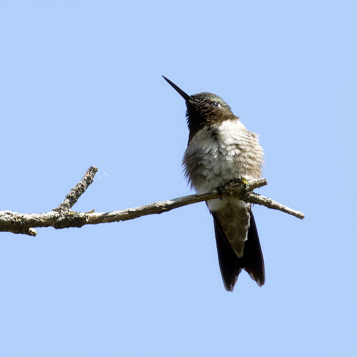 Ruby-throated Hummingbird - ML618650902