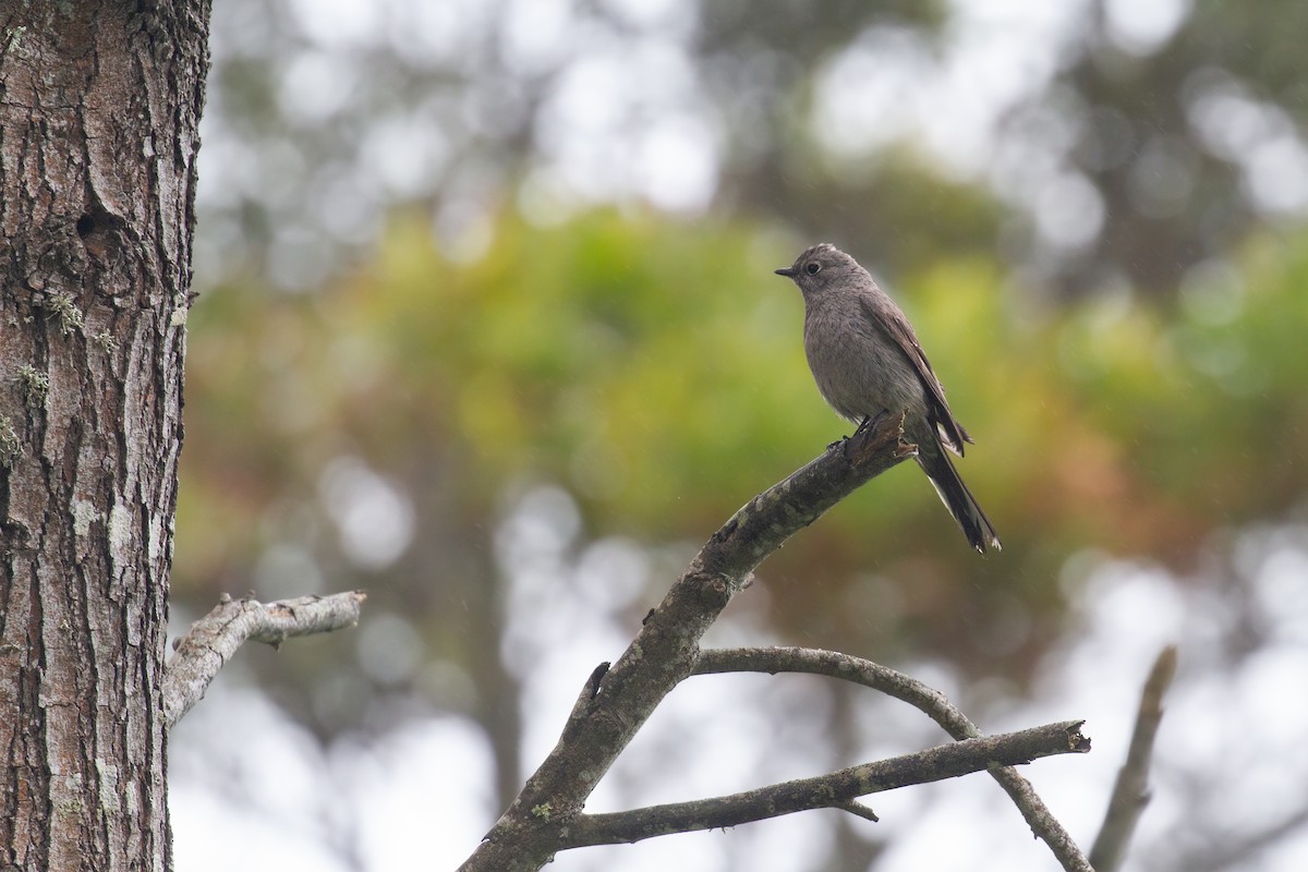 Townsend's Solitaire - ML618650914