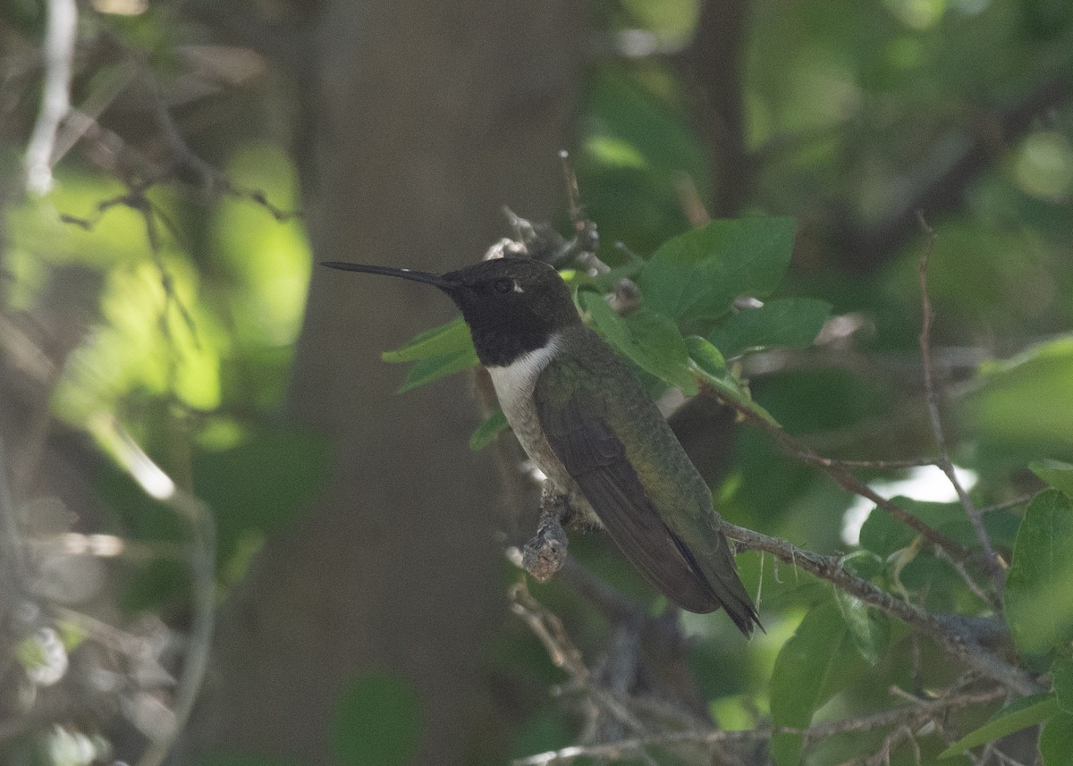 Black-chinned Hummingbird - ML618650915