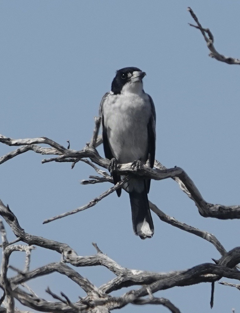 Gray Butcherbird - ML618650941