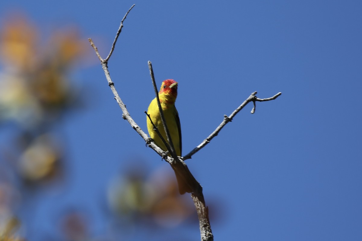 Western Tanager - ML618650947