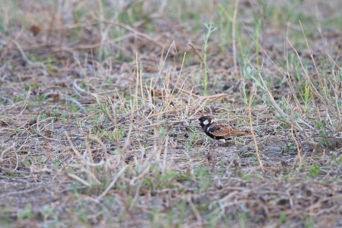 Chestnut-backed Sparrow-Lark - ML618650952