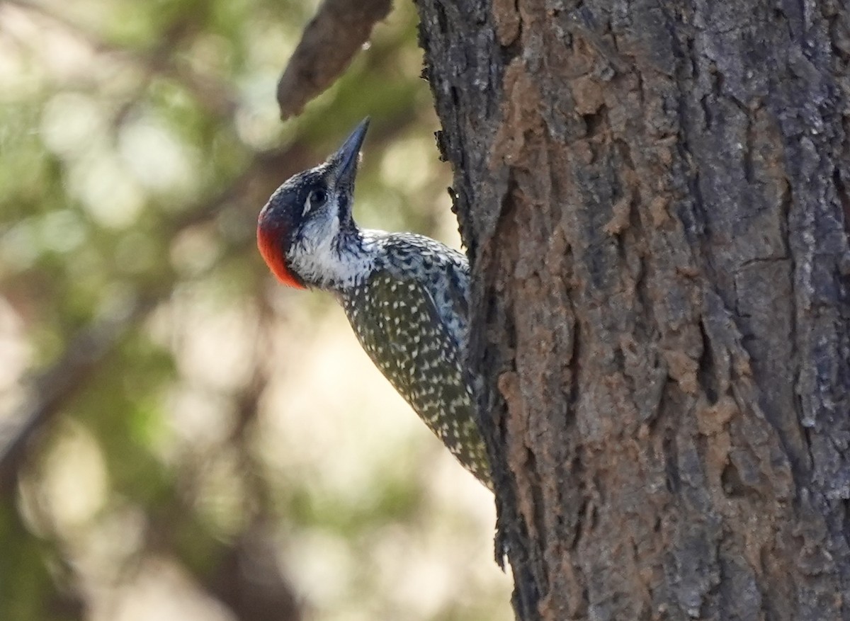 Golden-tailed Woodpecker - ML618650966
