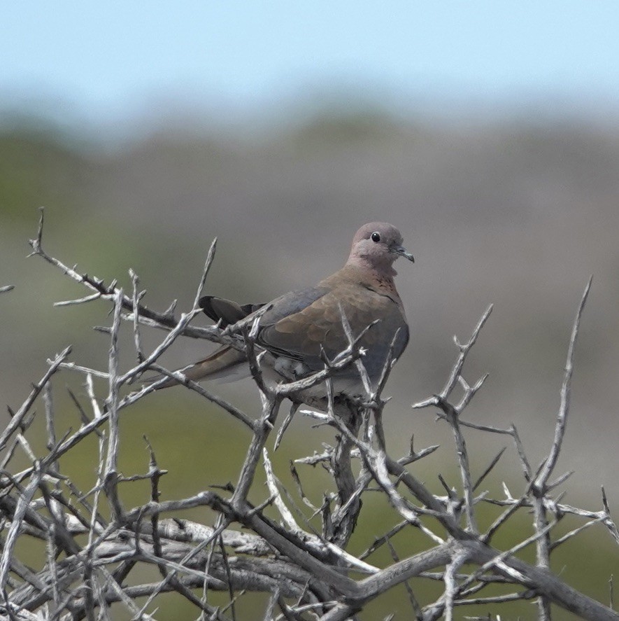 Laughing Dove - ML618650977