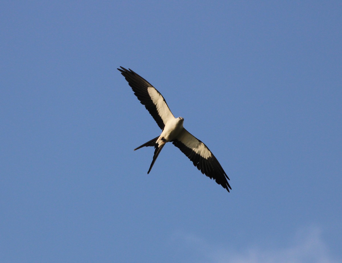 Swallow-tailed Kite - ML618650983