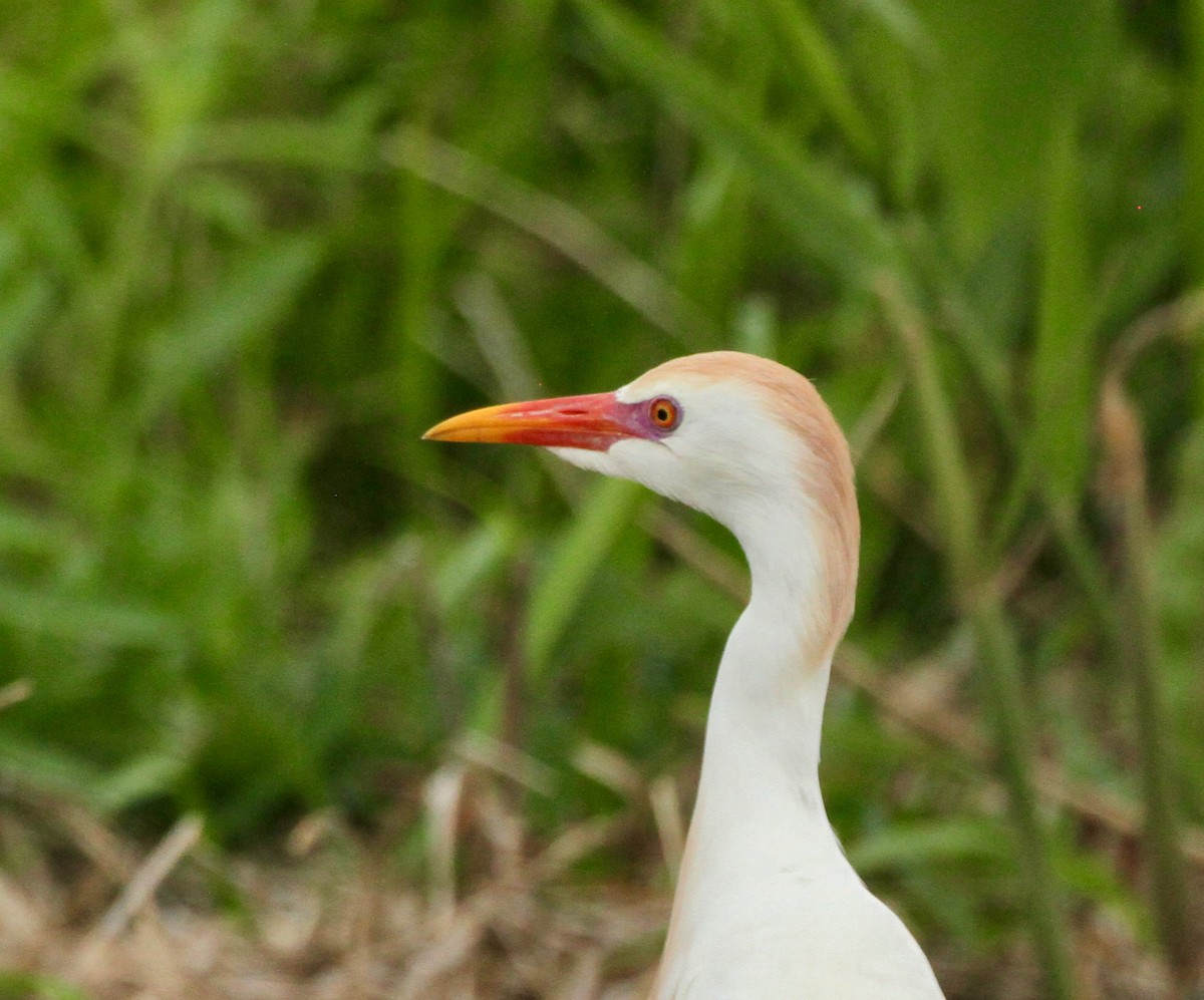 Чапля єгипетська (підвид ibis) - ML618650985