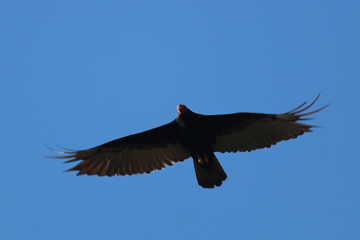 Turkey Vulture - ML618650996