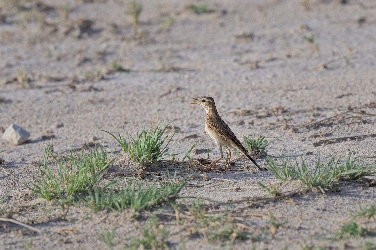 African Pipit - ML618650999