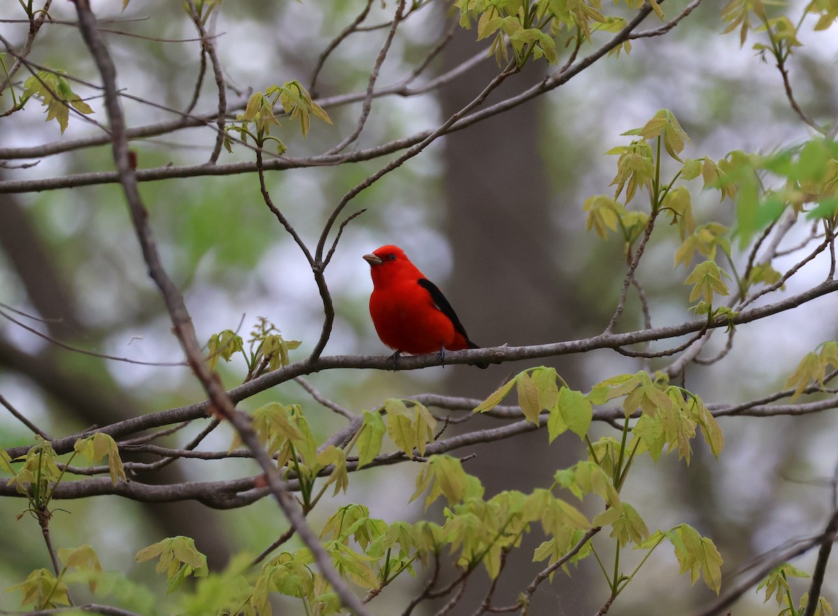 Scarlet Tanager - ML618651030