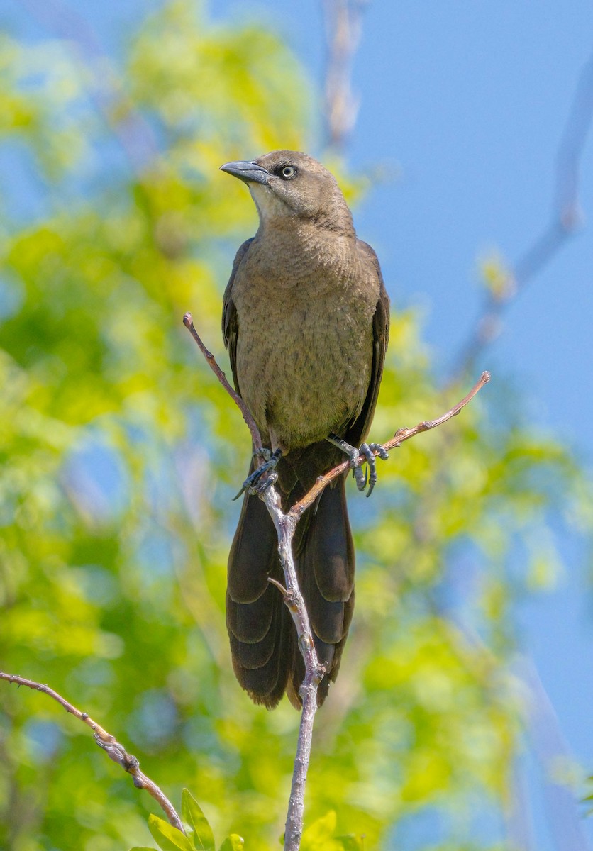 Great-tailed Grackle - ML618651033