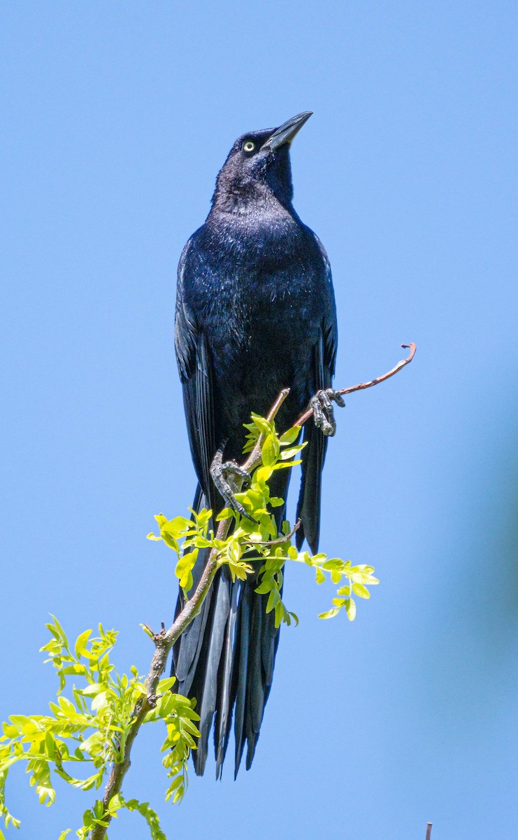 Great-tailed Grackle - ML618651034