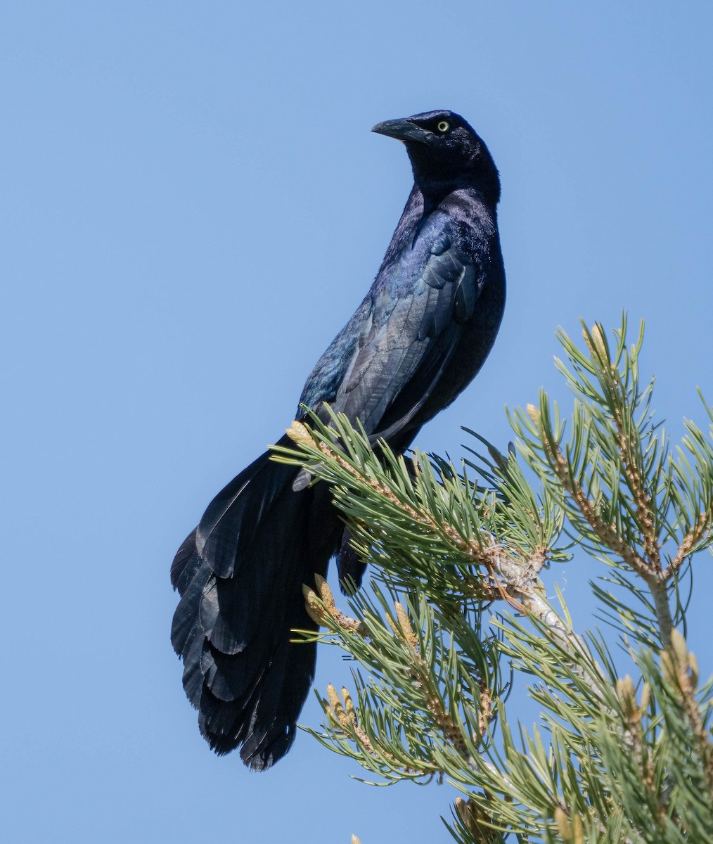 Great-tailed Grackle - ML618651036