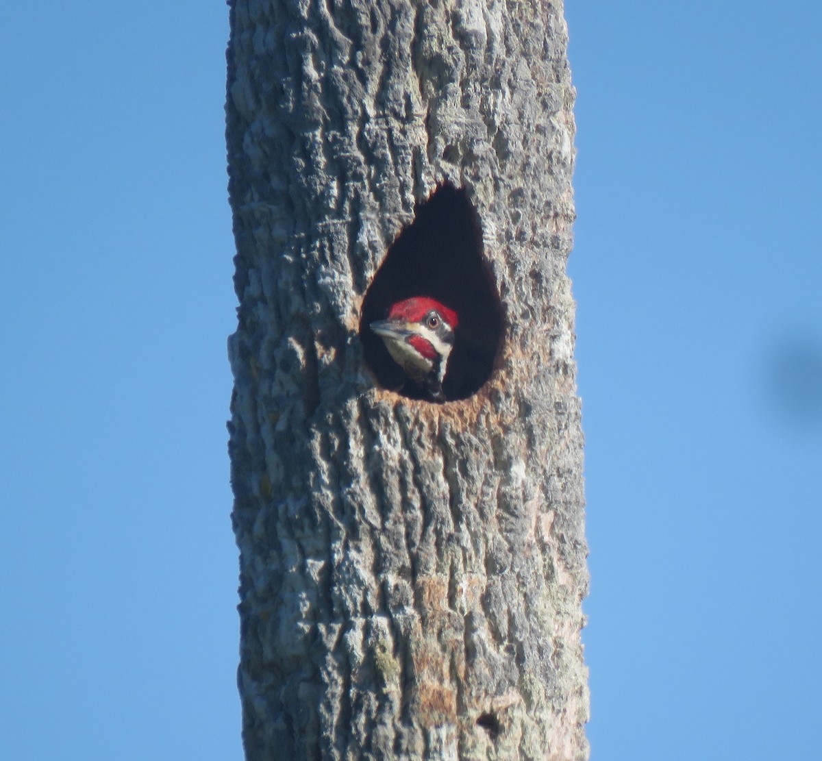 Pileated Woodpecker - ML618651040
