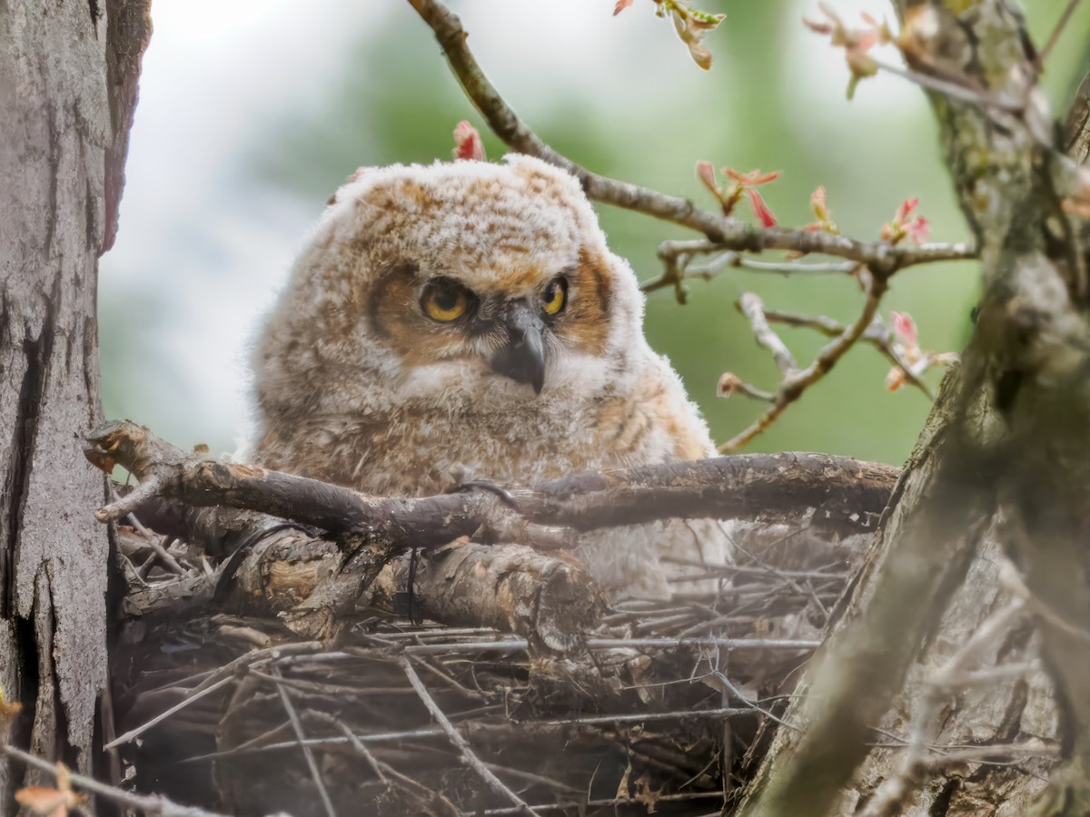 Great Horned Owl - ML618651043