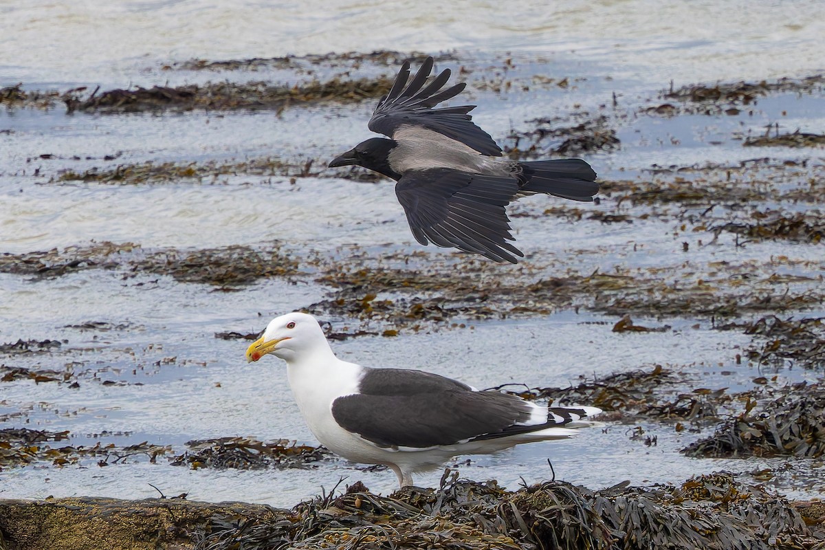 Lesser Black-backed Gull - James Tomasek