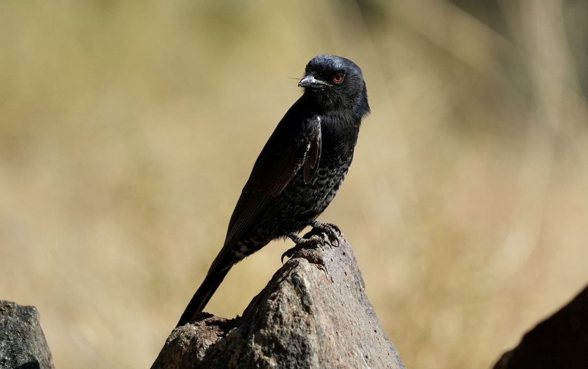 Fork-tailed Drongo - ML618651076