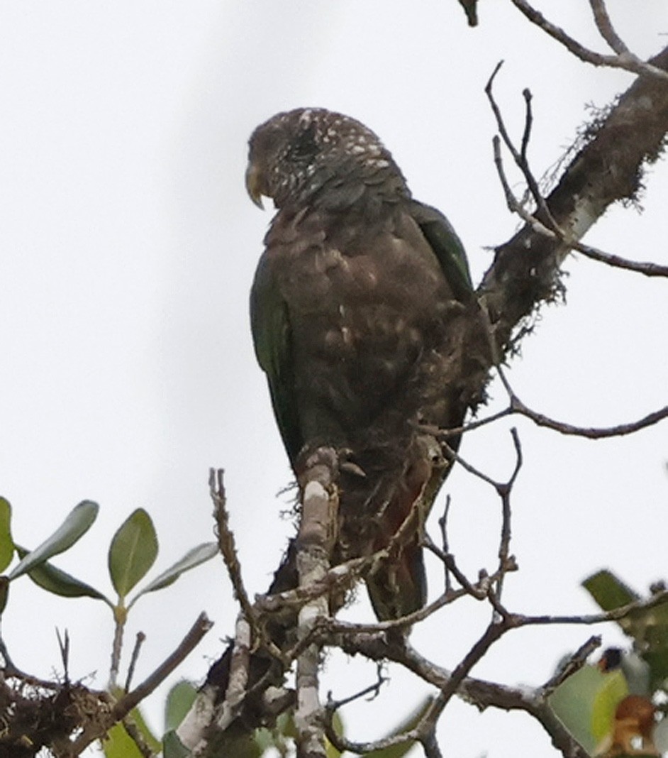 Speckle-faced Parrot - ML618651078